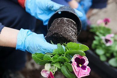 В Бресте собираются высадить миллион цветочных растений