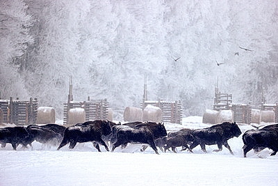 Зубры далеко не отходят, в лесу стоят и ждут. Как подкармливают животных зимой?