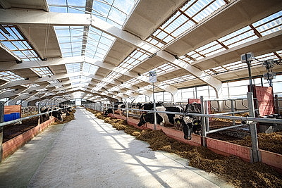 Лукашенко ознакомился с развитием мясного скотоводства и молочной отрасли