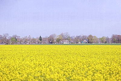 Рапс зацвел на юге Брестской области