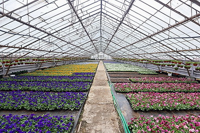 В Бресте собираются высадить миллион цветочных растений