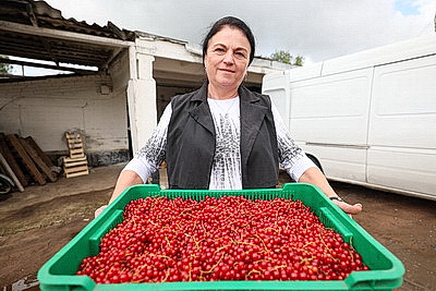 Cезон заготовок: Белкоопсоюз принимает продукцию у населения