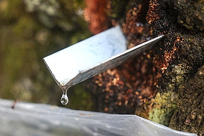 В Гродненской области приступили к заготовке березового сока