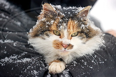 ФОТОХРОНИКА начинает новый информационный день