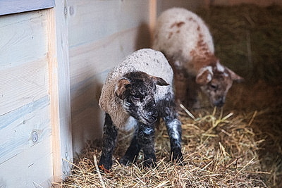 Живой рождественский вертеп появился у Коложской церкви в Гродно