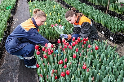 Тюльпаны продолжают расти даже в вазе. В Гомельском опытном лесхозе рассказали об особенностях букетов