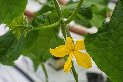 Кировский район начал сбор первого в этом году урожая ароматных тепличных огурцов