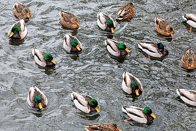 На водоемах Могилева можно увидеть большое скопление уток
