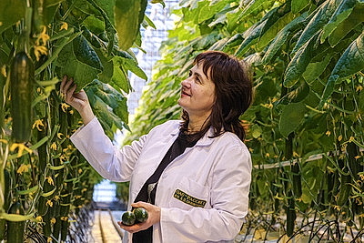 Кировский район начал сбор первого в этом году урожая ароматных тепличных огурцов