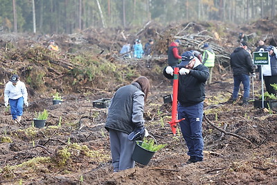 К акции \"Дай лесу новае жыццё!\" в Вороновском районе присоединились около 250 человек