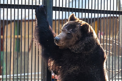 \"Чувствуют себя хорошо\". Медведицы из Витебского зоопарка вышли из зимней спячки