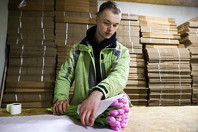 Около 500 тыс. тюльпанов ежегодно выращивает молодой фермер из Дрогичина