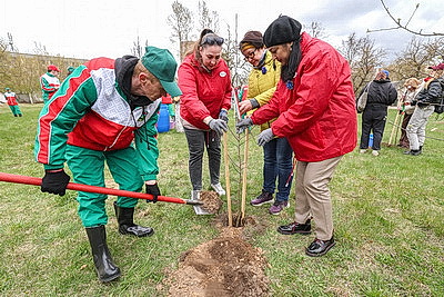 \"Символ мая, Победы, добра и плодородия\". В Беларуси проходит акция \"Яблоневый сад\"