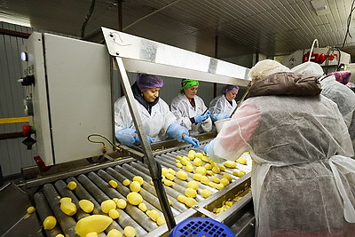 В стабфонды Минска уже заложили весь объем яблок и 40% картофеля