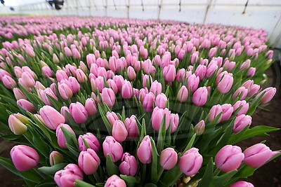 Около 500 тыс. тюльпанов ежегодно выращивает молодой фермер из Дрогичина