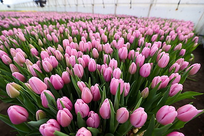 Около 500 тыс. тюльпанов ежегодно выращивает молодой фермер из Дрогичина