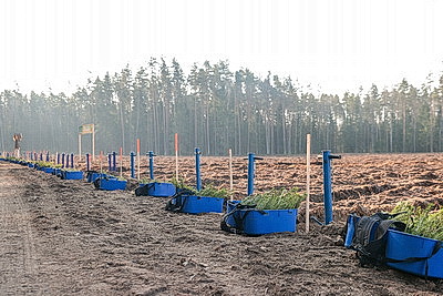 Члены Совета Республики приняли участие в акции \"Лес! Дабро! Парадак!\" в Столбцовском районе