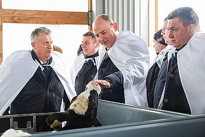 В Минской области в 2026 году планируют построить 111 профилакториев на 20 тыс. телят