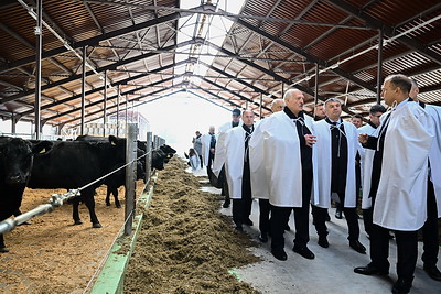 Лукашенко в Витебской области ознакомился с современным проектом в области мясного животноводства