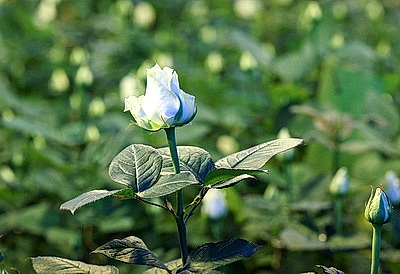 Первые тысячи роз и тюльпанов срезали в теплицах \"Витебского Зеленстроя\"