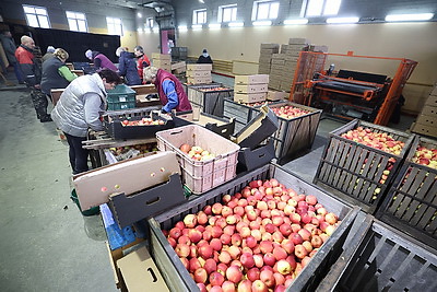Как в Гродненской области хранят и реализуют плодоовощную продукцию