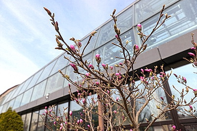 В Бресте распустилась магнолия