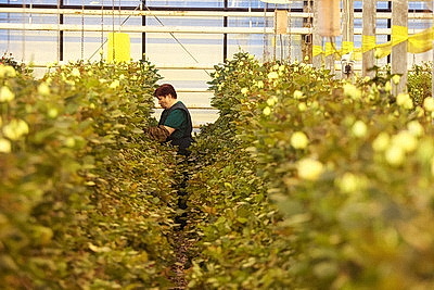 Минский парниково-тепличный комбинат к 8 Марта вырастит более 200 тыс. тюльпанов и около 60 тыс. роз