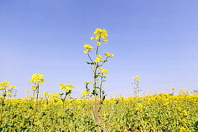 Рапс зацвел на юге Брестской области