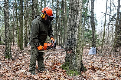 В Гродненской области приступили к заготовке березового сока