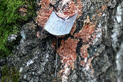 В Гродненской области приступили к заготовке березового сока