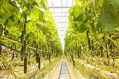 Круглый год в магазинах! Как выращивают овощи в тепличном хозяйстве \"ДОРОРС\"