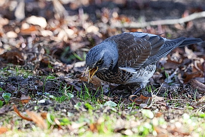 Солнечный весенний день в Минске