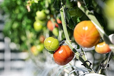 Фермеры Столинского района наращивают объемы производства овощей