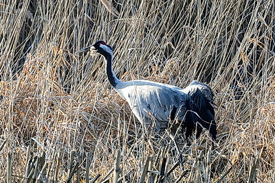 Перелетные птицы массово возвращаются в Беларусь