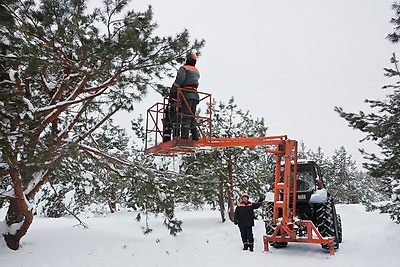 \"Шишки на вес золота\". Как в Белыничском лесхозе заботятся о будущем леса