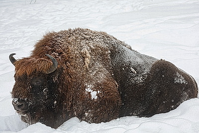 Зимний день в Березинском биосферном заповеднике
