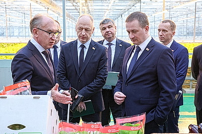 Круглый год в магазинах! Как выращивают овощи в тепличном хозяйстве \"ДОРОРС\"