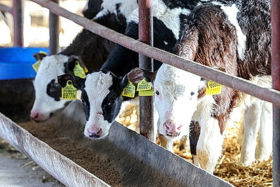 Теплые одеяла для согрева телят передали активисты Витебского областного отделения БСЖ