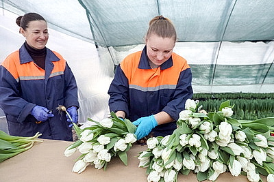 Тюльпаны продолжают расти даже в вазе. В Гомельском опытном лесхозе рассказали об особенностях букетов