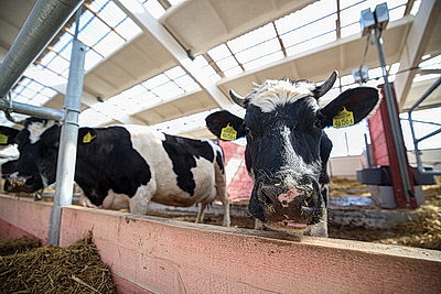 Лукашенко ознакомился с развитием мясного скотоводства и молочной отрасли