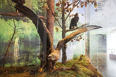 От экомаршрутов до лесного зоопарка. Чем Березинский заповедник привлекает 100 тыс. туристов в год