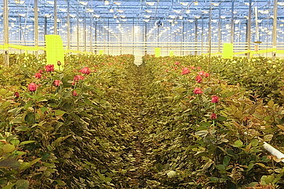 Минский парниково-тепличный комбинат к 8 Марта вырастит более 200 тыс. тюльпанов и около 60 тыс. роз