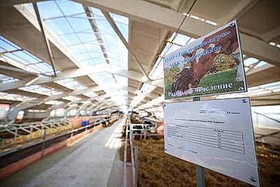 Лукашенко ознакомился с развитием мясного скотоводства и молочной отрасли