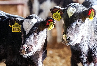 Теплые одеяла для согрева телят передали активисты Витебского областного отделения БСЖ