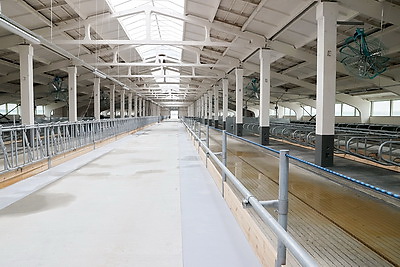 Новую ферму на тысячу голов дойного стада открыли в Ветковском районе