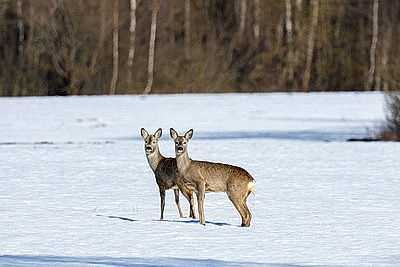 ФОТОХРОНИКА начинает новый информационный день