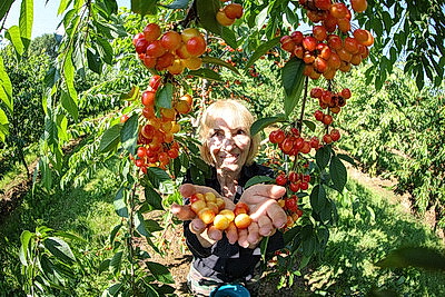 В Самохваловичах проходит самосбор ягодных культур