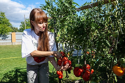 Гигантские и с горошину, медовые и с кислинкой. Белоруска собрала около 2,5 тыс. сортов помидоров