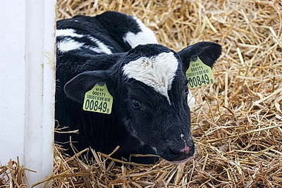 Как содержат телят в МТК \"Лошница\"? Хозяйство проверил премьер-министр