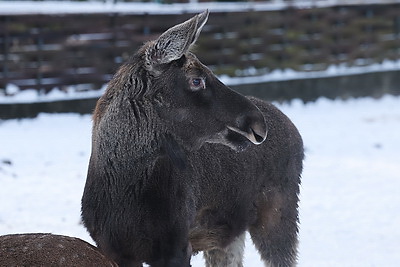 ФОТОХРОНИКА начинает новый информационный день
